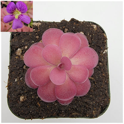 Pinguicula 'Johanna' – Rare Hybrid Carnivorous Butterwort | Live Plant – Butterworts