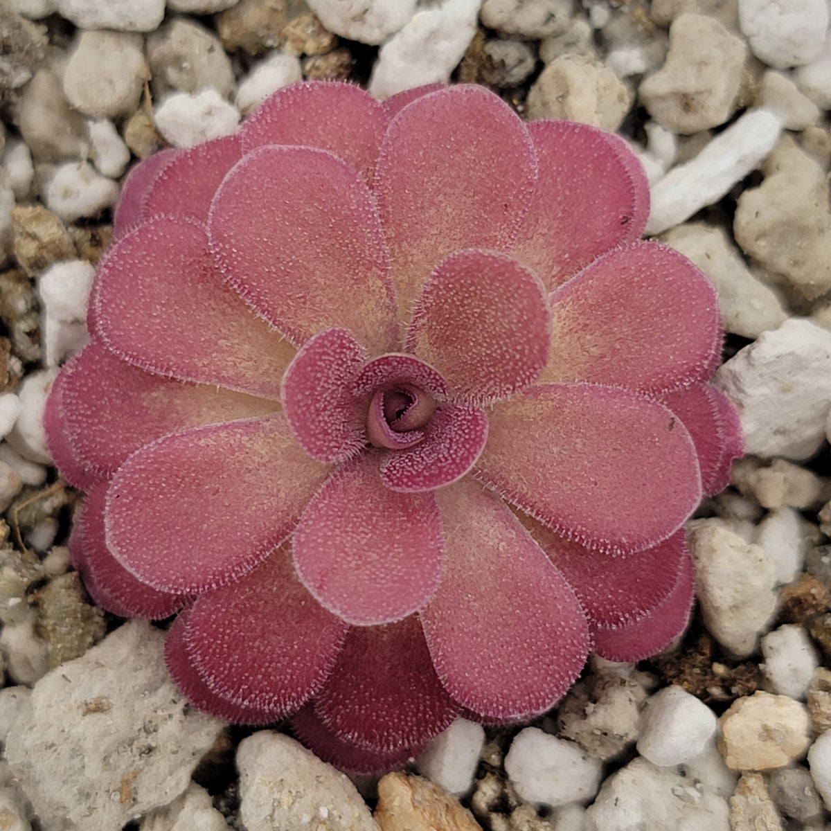 Rare Pinguicula Yucca Do 1713 Live Butterwort Plant - Tropical Carnivorous Beauty For Indoor Growing