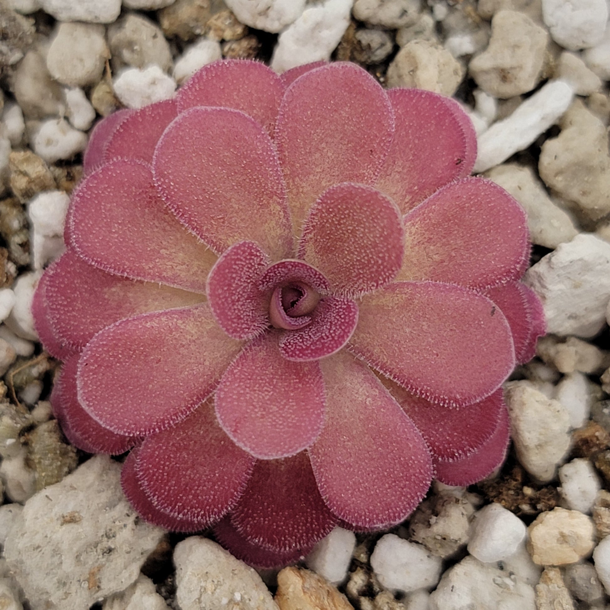 Pinguicula 'Johanna' – Rare Hybrid Carnivorous Butterwort | Live Plant – Butterworts