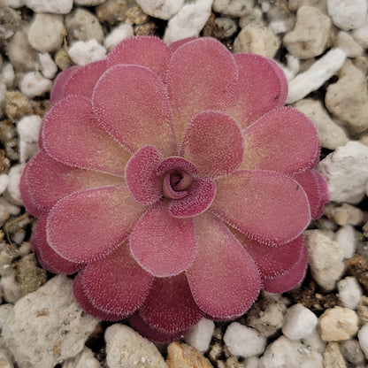 Pinguicula 'Johanna' – Rare Hybrid Carnivorous Butterwort | Live Plant – Butterworts