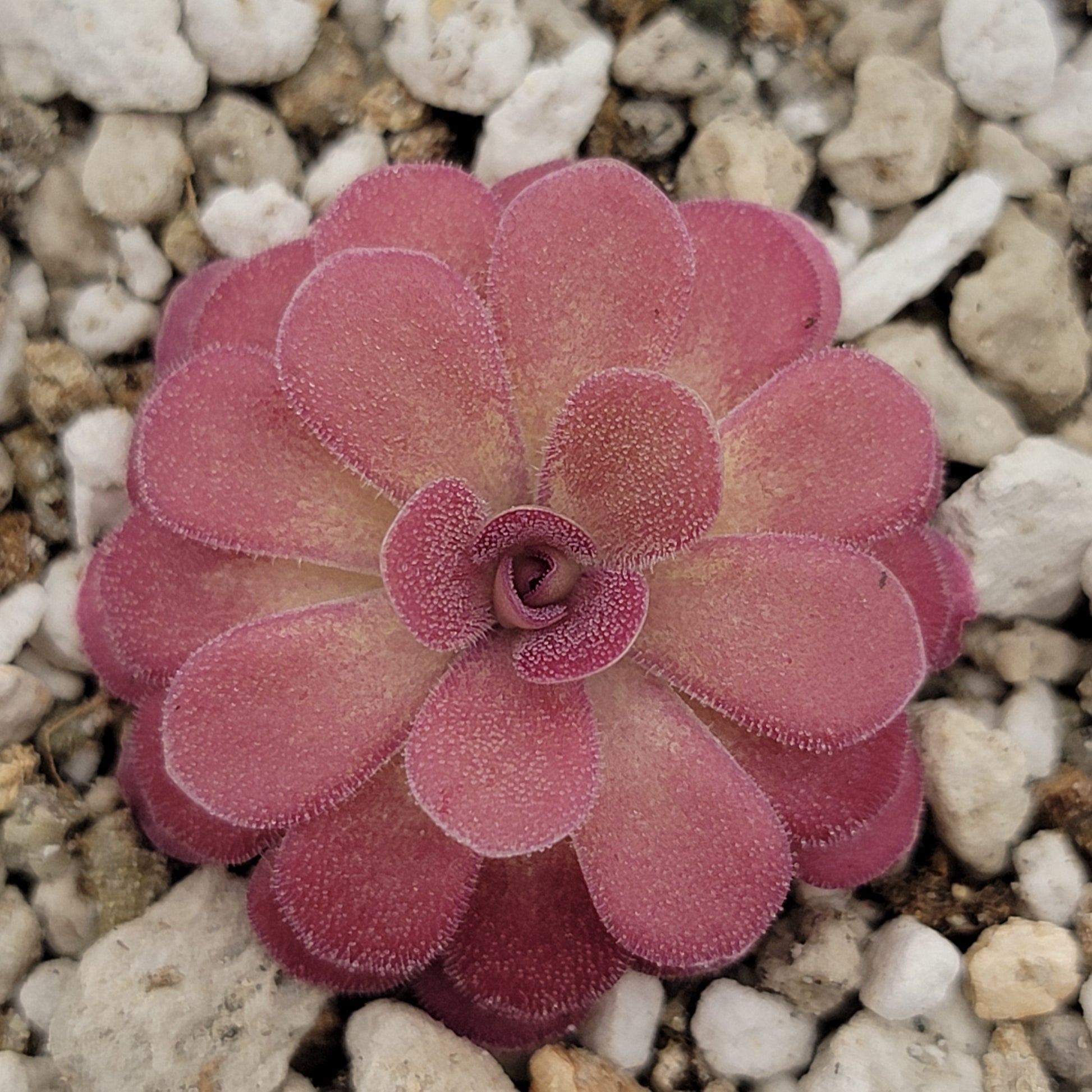 Pinguicula 'Johanna' – Rare Hybrid Carnivorous Butterwort | Live Plant – Butterworts
