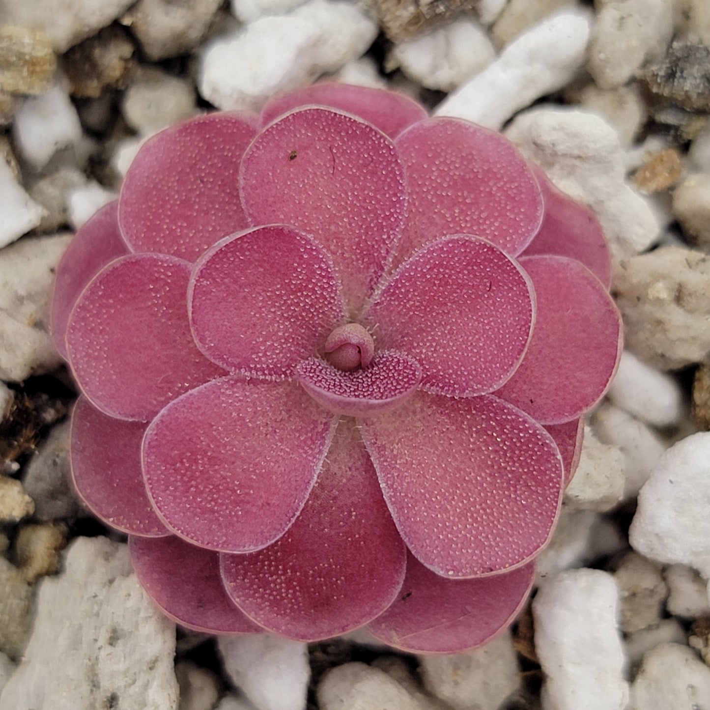 Pinguicula 'Johanna' – Rare Hybrid Carnivorous Butterwort | Live Plant – Butterworts