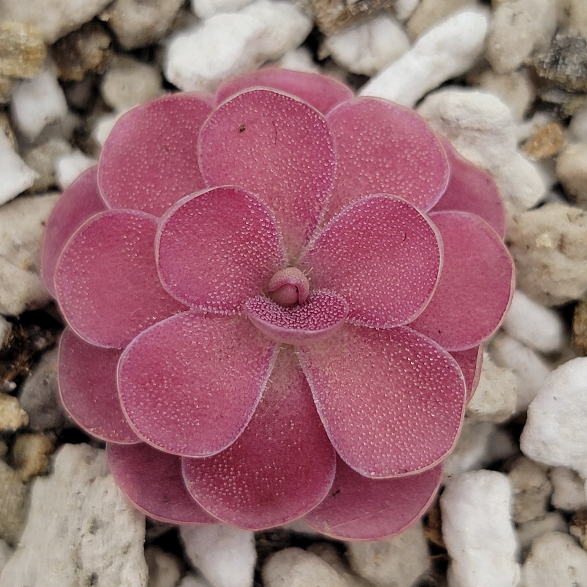 Pinguicula 'Johanna' – Rare Hybrid Carnivorous Butterwort | Live Plant – Butterworts