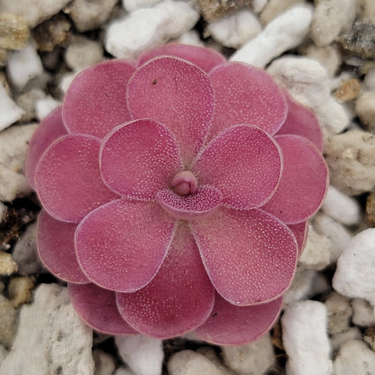 Pinguicula 'Johanna' – Rare Hybrid Carnivorous Butterwort | Live Plant – Butterworts