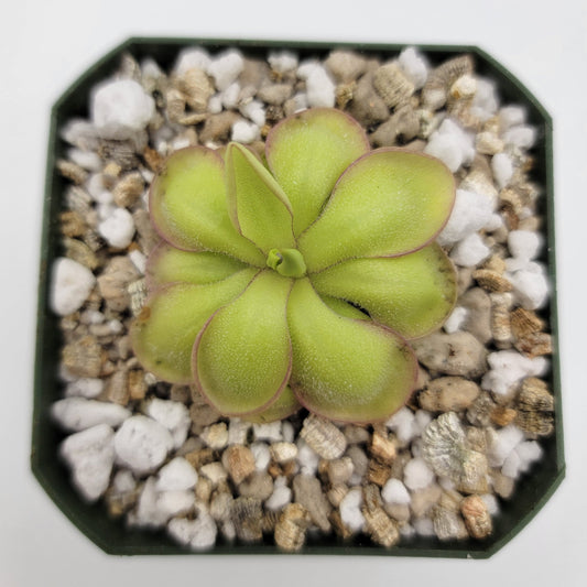 Pinguicula 'Köhres'