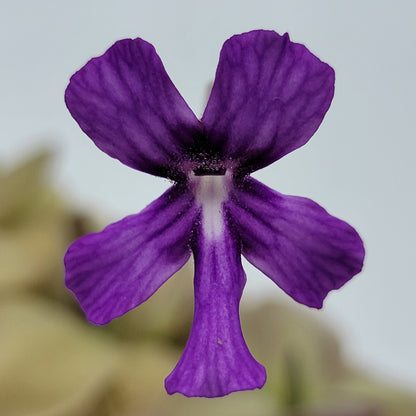 Butterwort Hybrid 'Lautner x Big Purple Thing' - Live Plant – Live Plants
