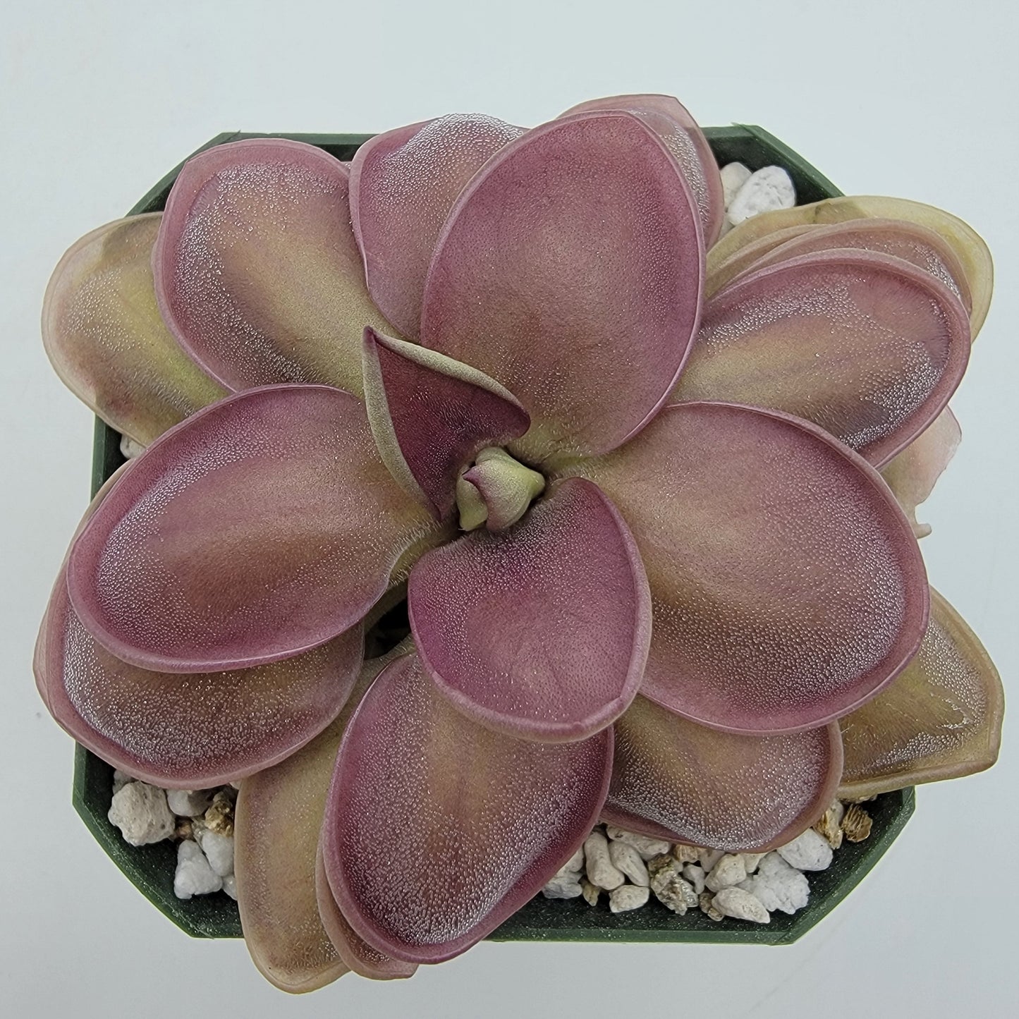 Butterwort Hybrid 'Lautner x Big Purple Thing' - Live Plant – Live Plants