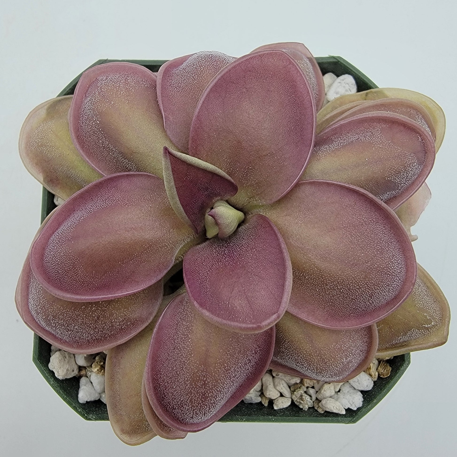 Butterwort Hybrid 'Lautner x Big Purple Thing' - Live Plant – Live Plants