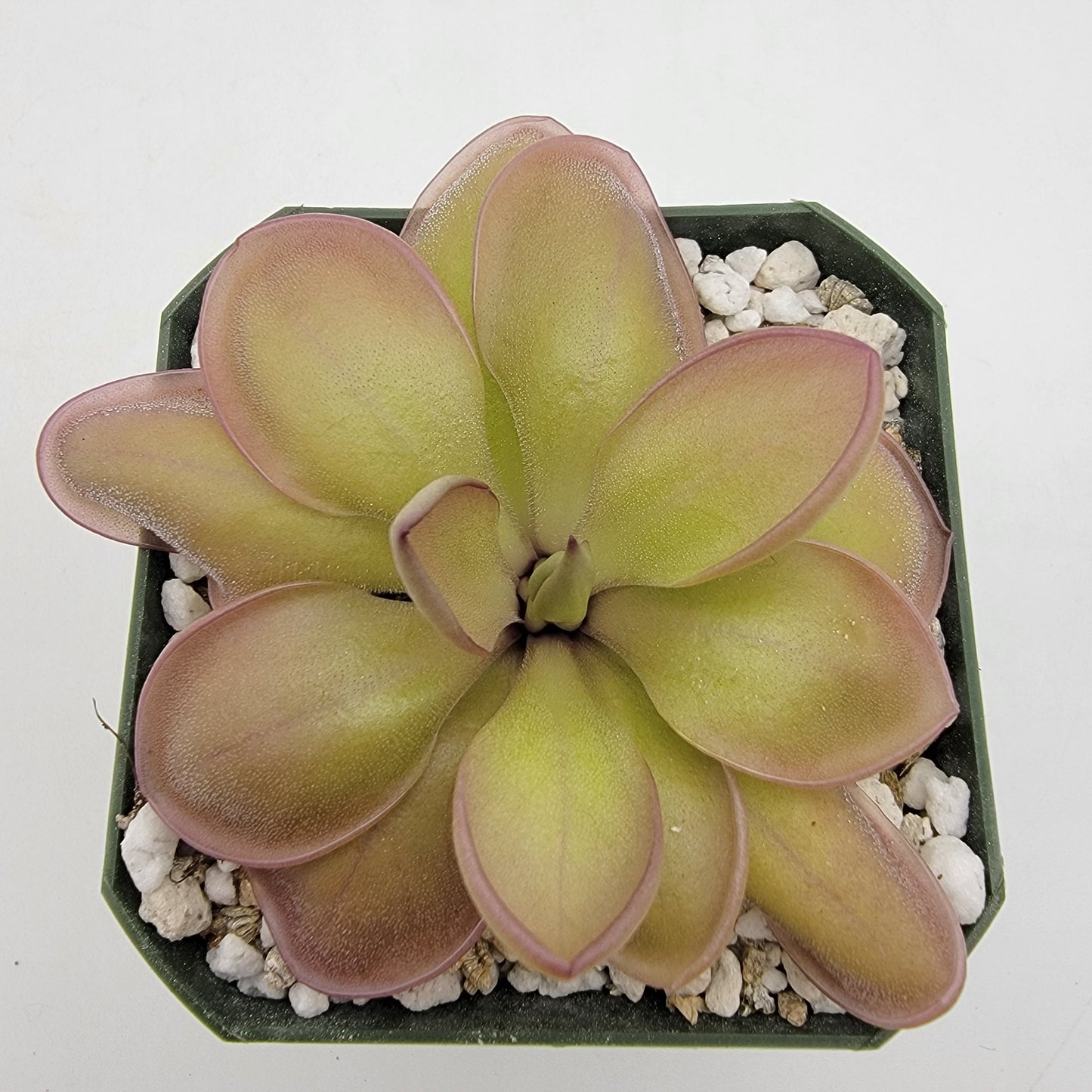 Butterwort Hybrid 'Lautner x Big Purple Thing' - Live Plant – Live Plants