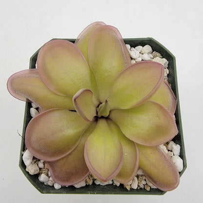 Butterwort Hybrid 'Lautner x Big Purple Thing' - Live Plant – Live Plants