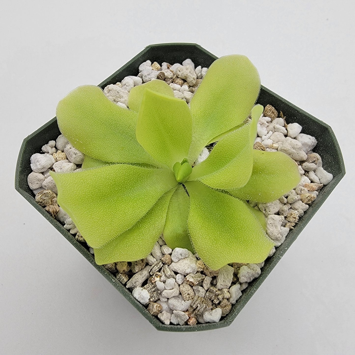 Pinguicula "Pecosita" – Freckled Flower Carnivorous Butterwort – Butterworts