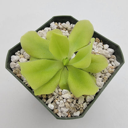 Pinguicula "Pecosita" – Freckled Flower Carnivorous Butterwort – Butterworts