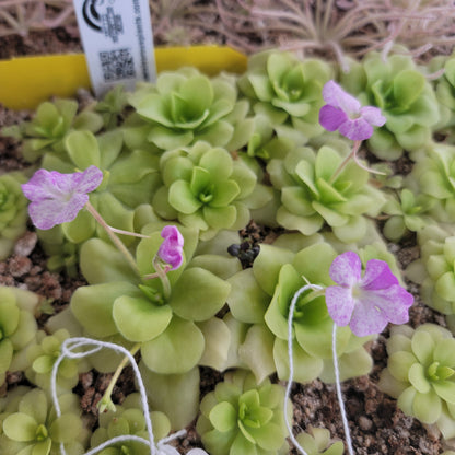 Pinguicula "Pecosita" – Freckled Flower Carnivorous Butterwort – Butterworts