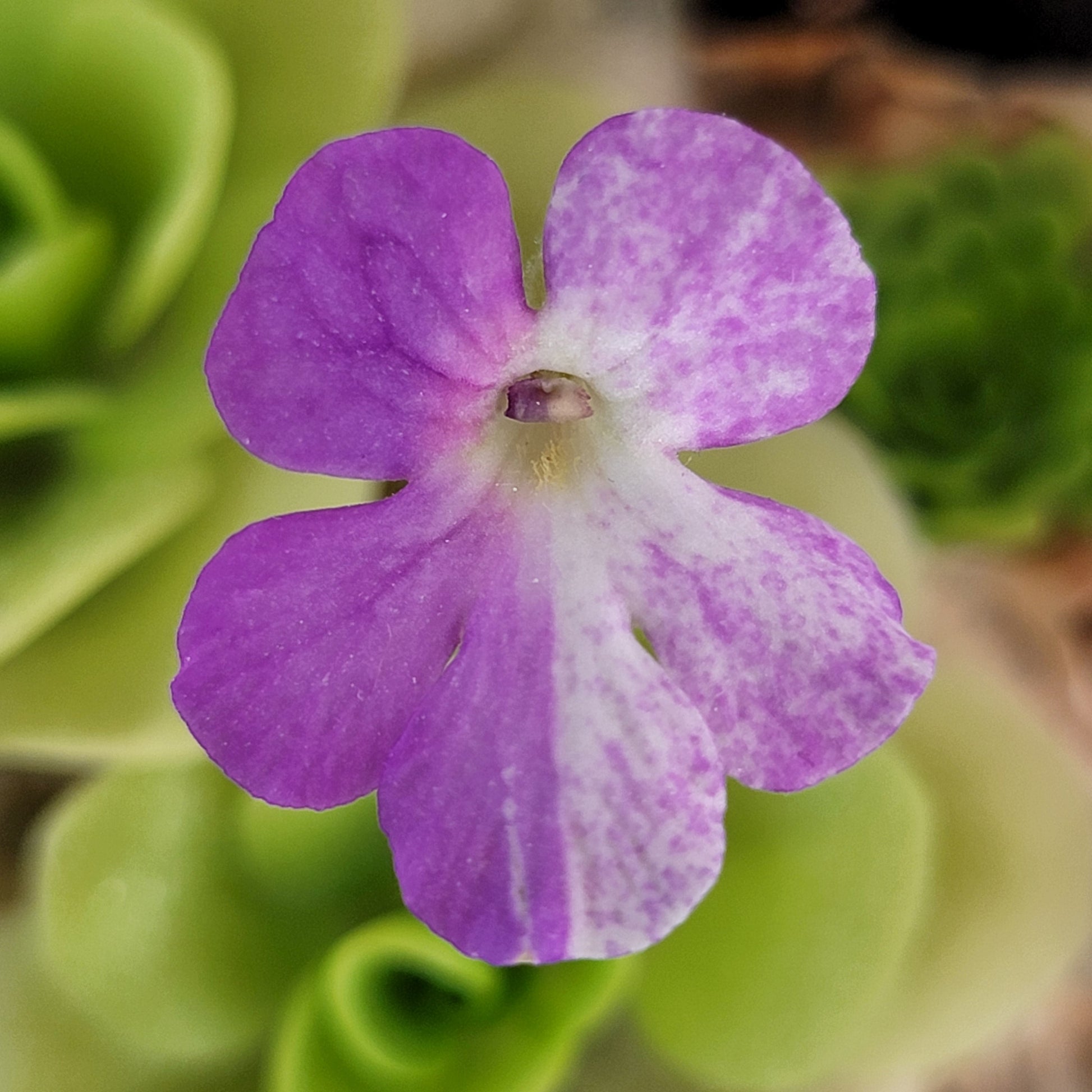 Pinguicula "Pecosita" – Freckled Flower Carnivorous Butterwort – Butterworts