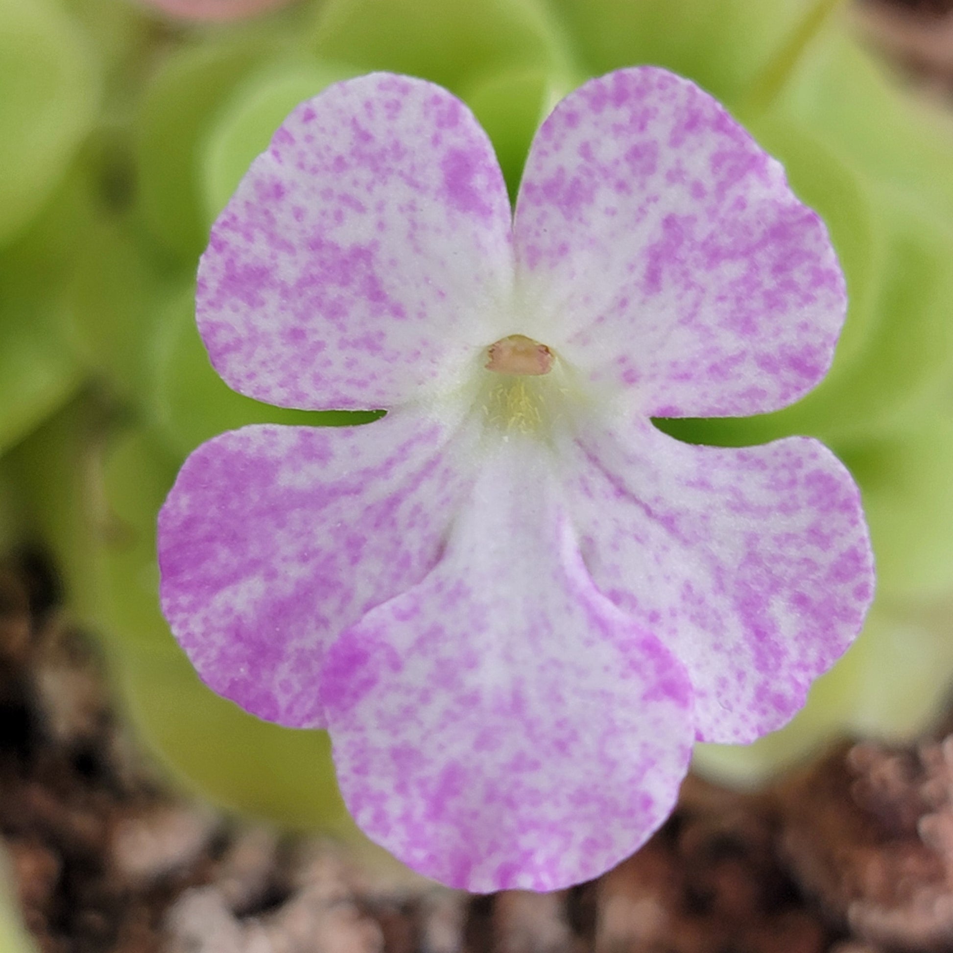 Pinguicula "Pecosita" – Freckled Flower Carnivorous Butterwort – Butterworts