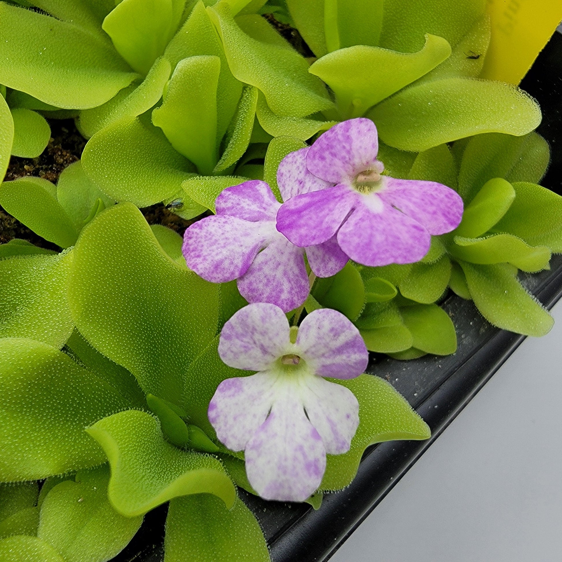 Pinguicula "Pecosita" – Freckled Flower Carnivorous Butterwort – Butterworts