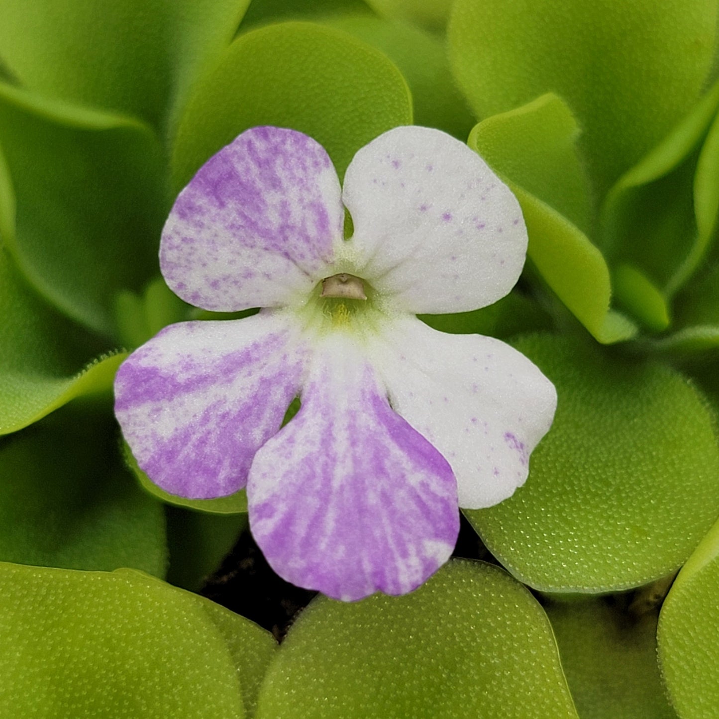 Pinguicula "Pecosita" – Freckled Flower Carnivorous Butterwort – Butterworts