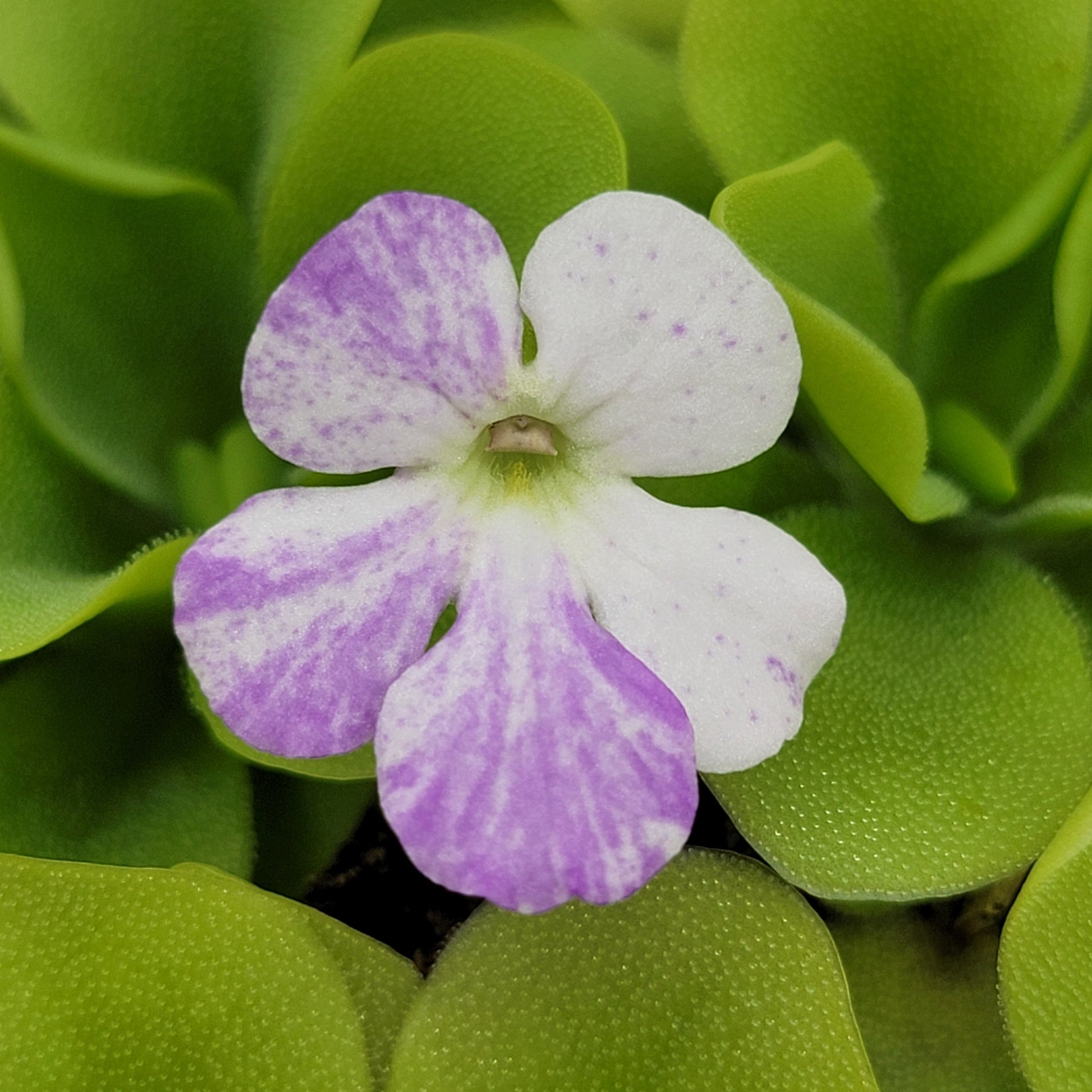 Pinguicula "Pecosita" – Freckled Flower Carnivorous Butterwort – Butterworts