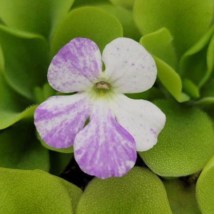 Pinguicula "Pecosita" – Freckled Flower Carnivorous Butterwort – Butterworts