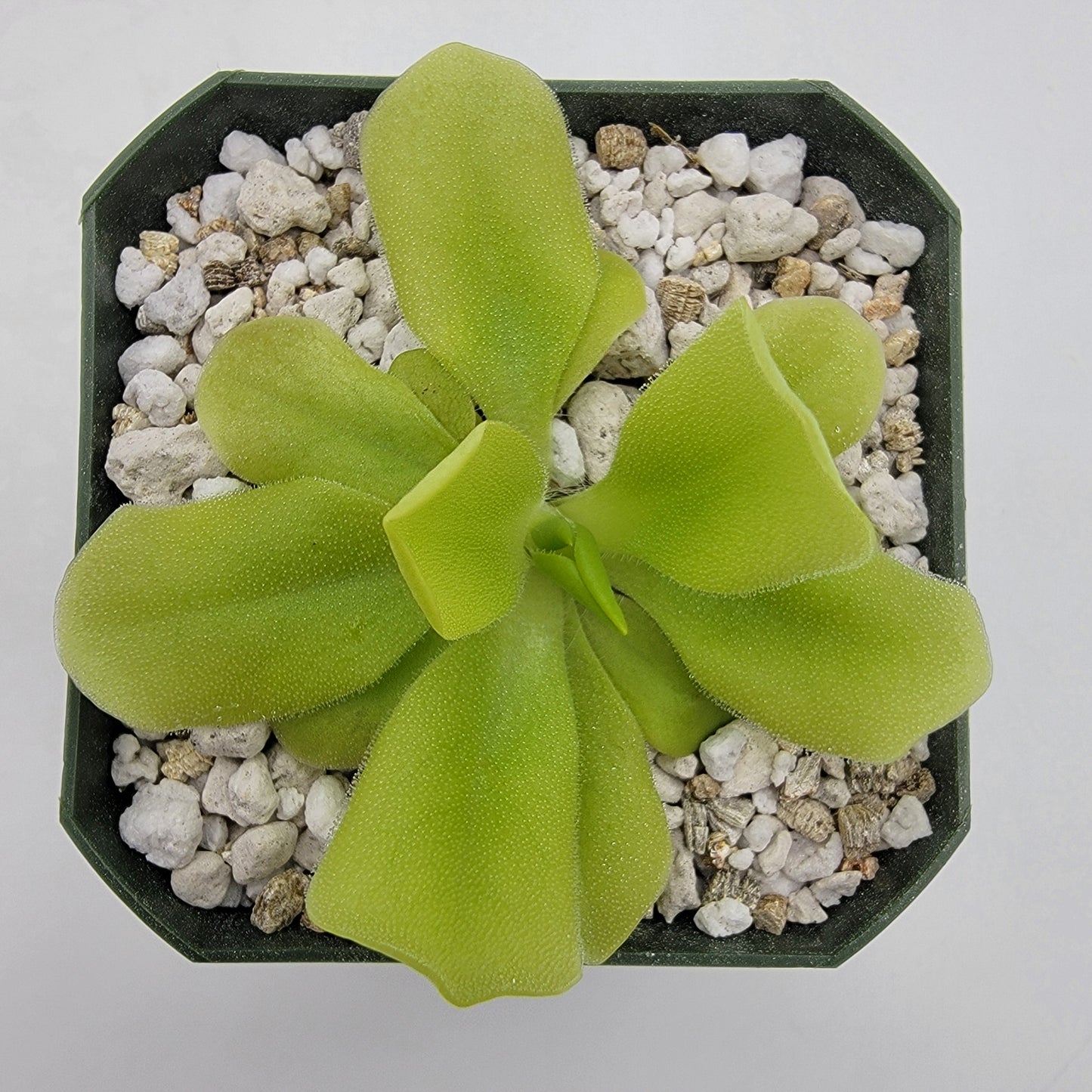 Pinguicula "Pecosita" – Freckled Flower Carnivorous Butterwort – Butterworts