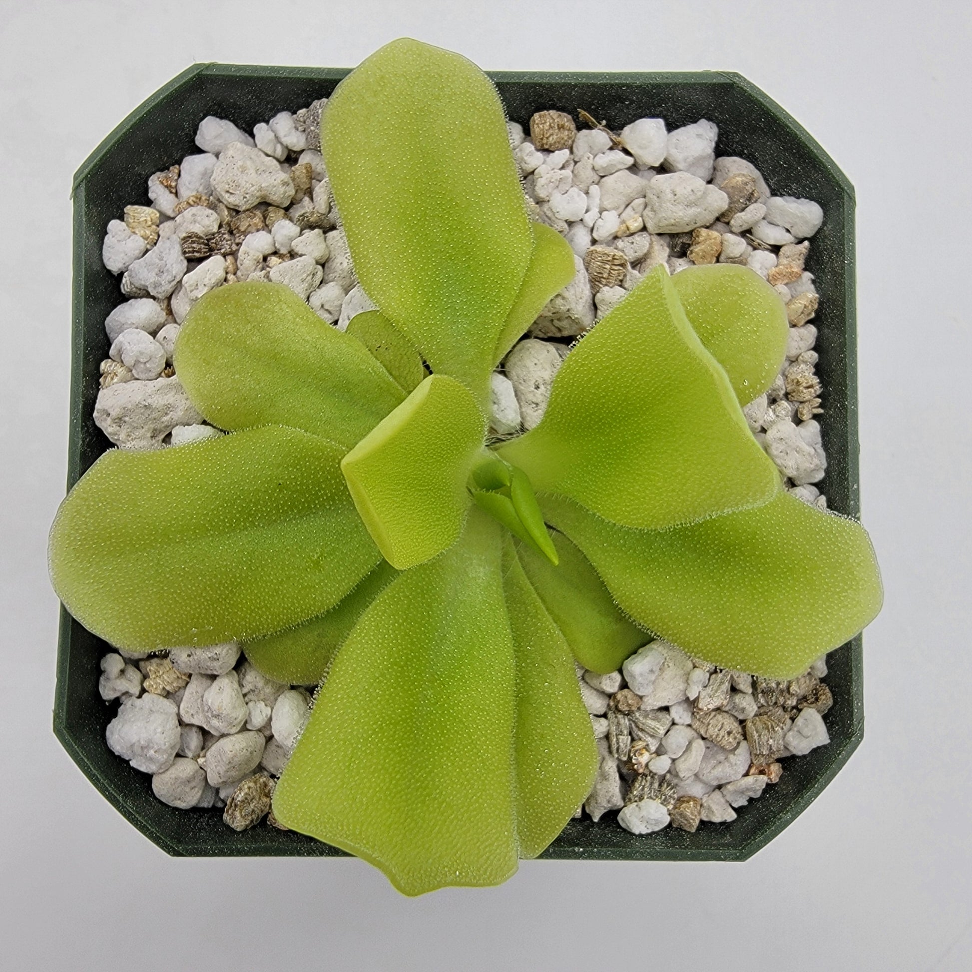 Pinguicula "Pecosita" – Freckled Flower Carnivorous Butterwort – Butterworts