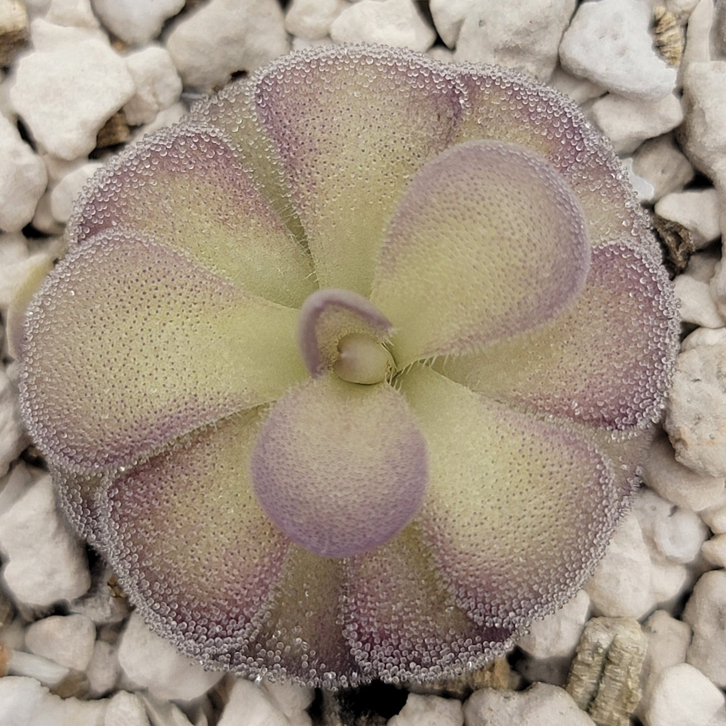 Pinguicula "Penny" – Rare Hybrid Carnivorous Butterwort | Live Plant