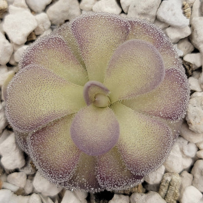 Pinguicula "Penny" – Rare Hybrid Carnivorous Butterwort | Live Plant