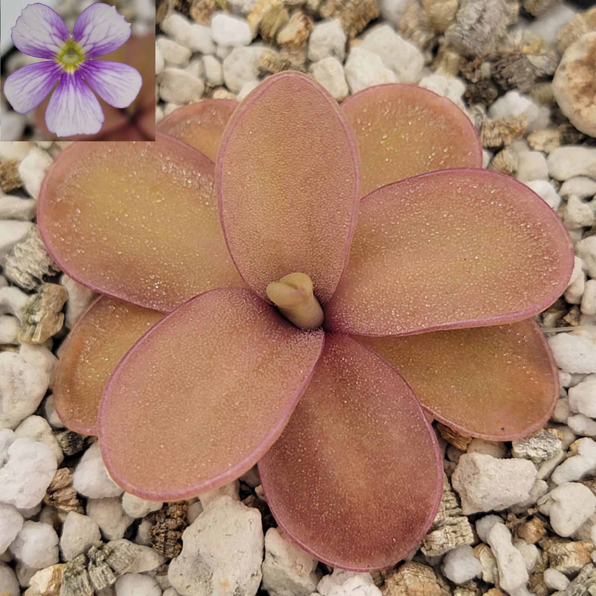 Pinguicula 'Marciano' – Hybrid Pink & Red-Violet Butterwort – Butterworts