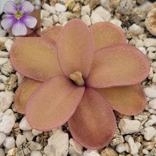 Pinguicula 'Marciano' – Hybrid Pink & Red-Violet Butterwort – Butterworts