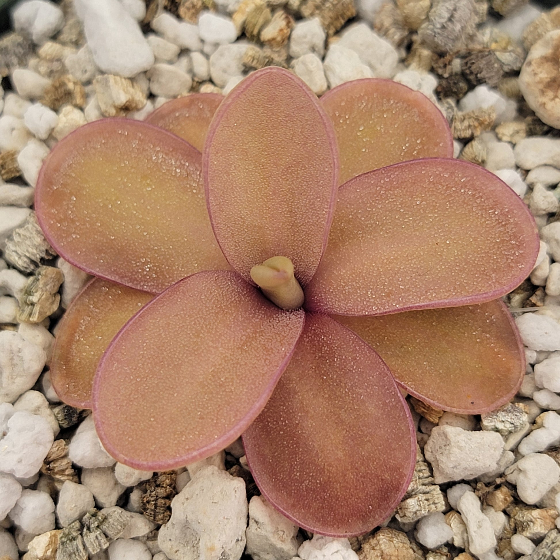 Pinguicula 'Marciano' – Hybrid Pink & Red-Violet Butterwort – Butterworts