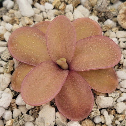 Pinguicula 'Marciano' – Hybrid Pink & Red-Violet Butterwort – Butterworts