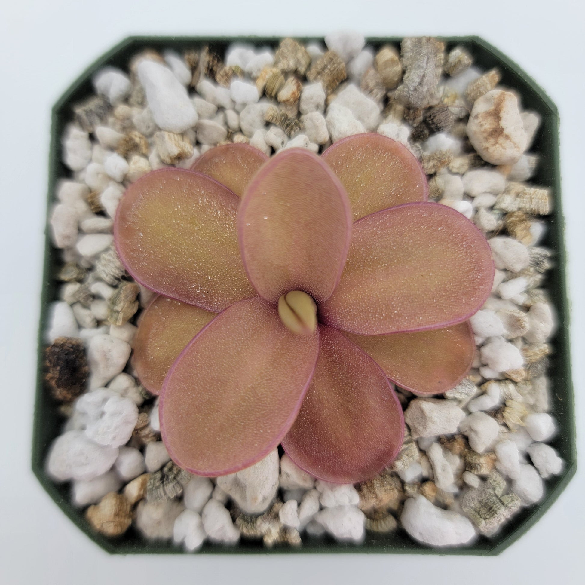 Pinguicula 'Marciano' – Hybrid Pink & Red-Violet Butterwort – Butterworts