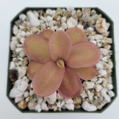 Pinguicula 'Marciano' – Hybrid Pink & Red-Violet Butterwort – Butterworts