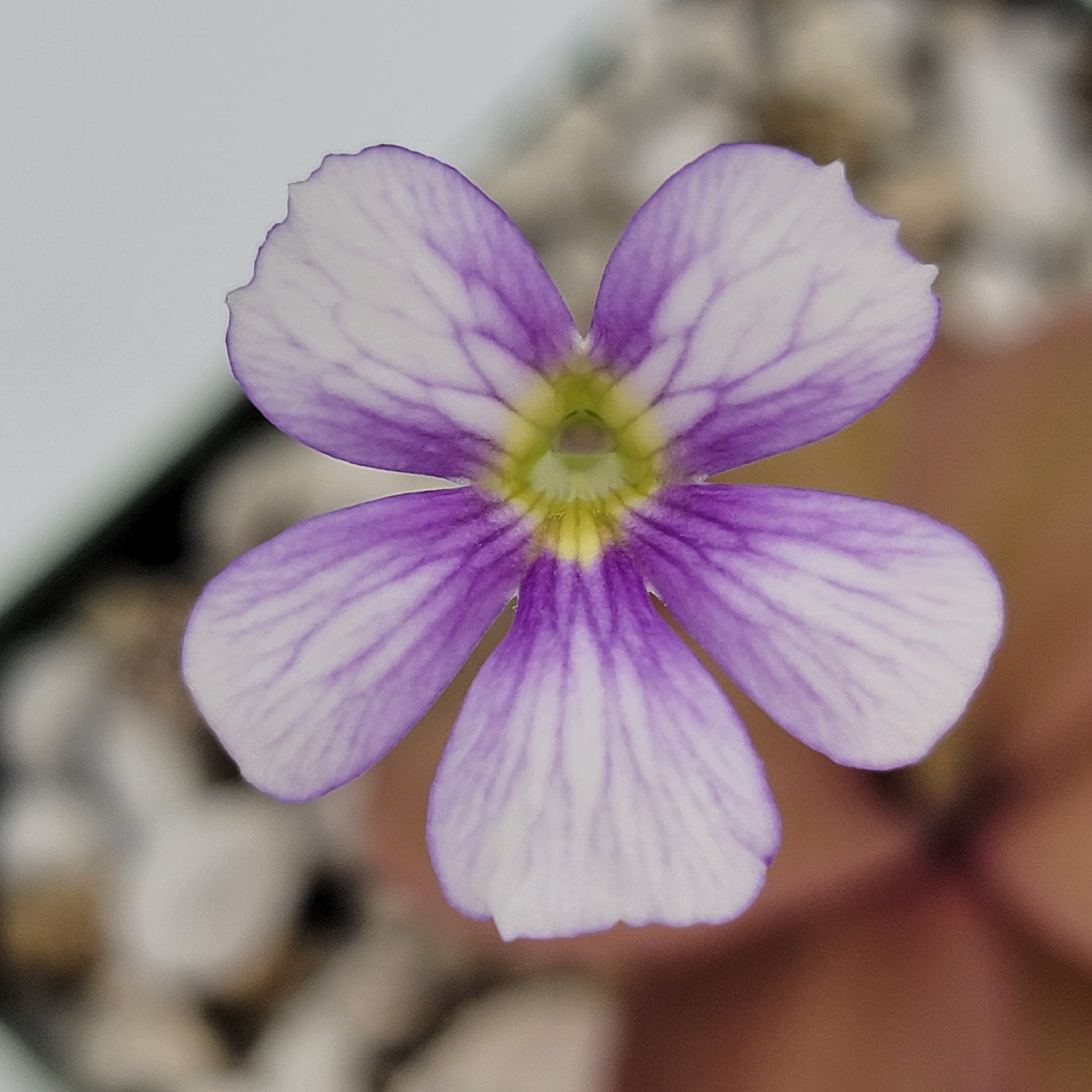 Pinguicula 'Marciano' – Hybrid Pink & Red-Violet Butterwort – Butterworts