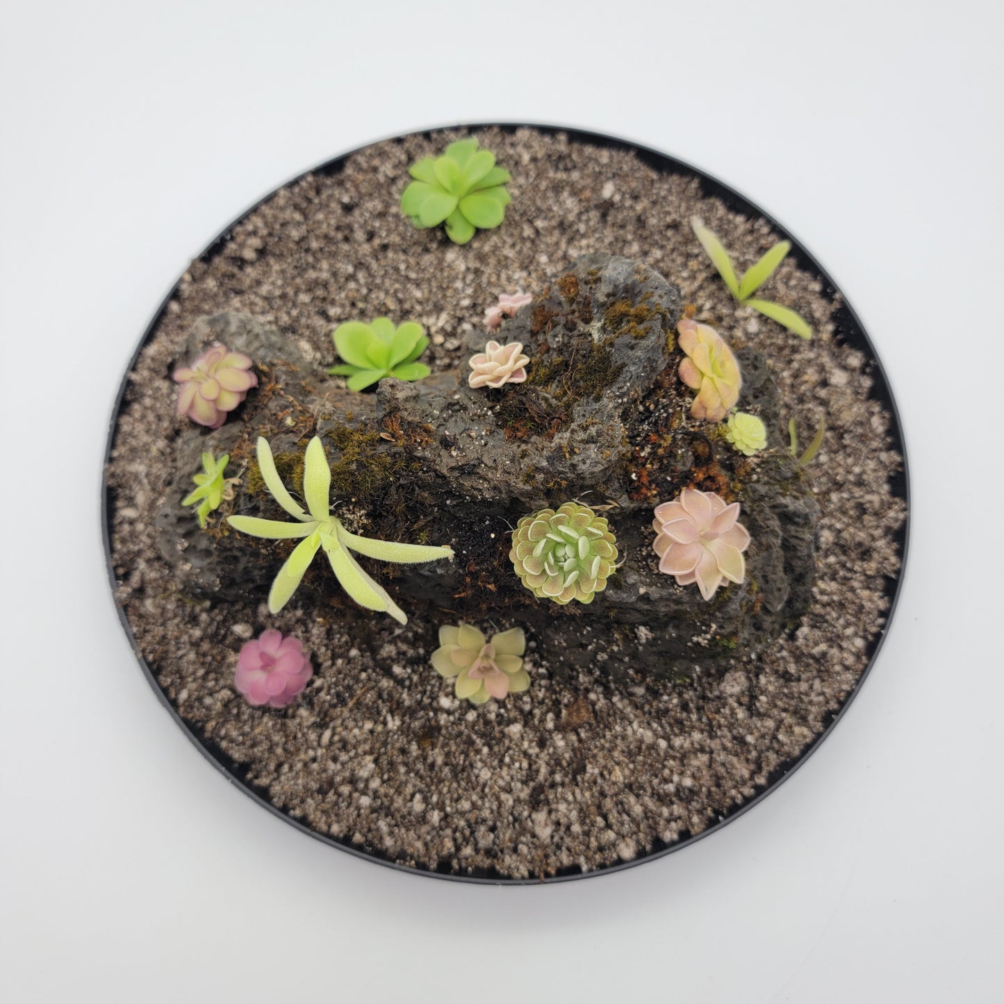 Mystery rock kit Pinguicula bundle – Butterworts