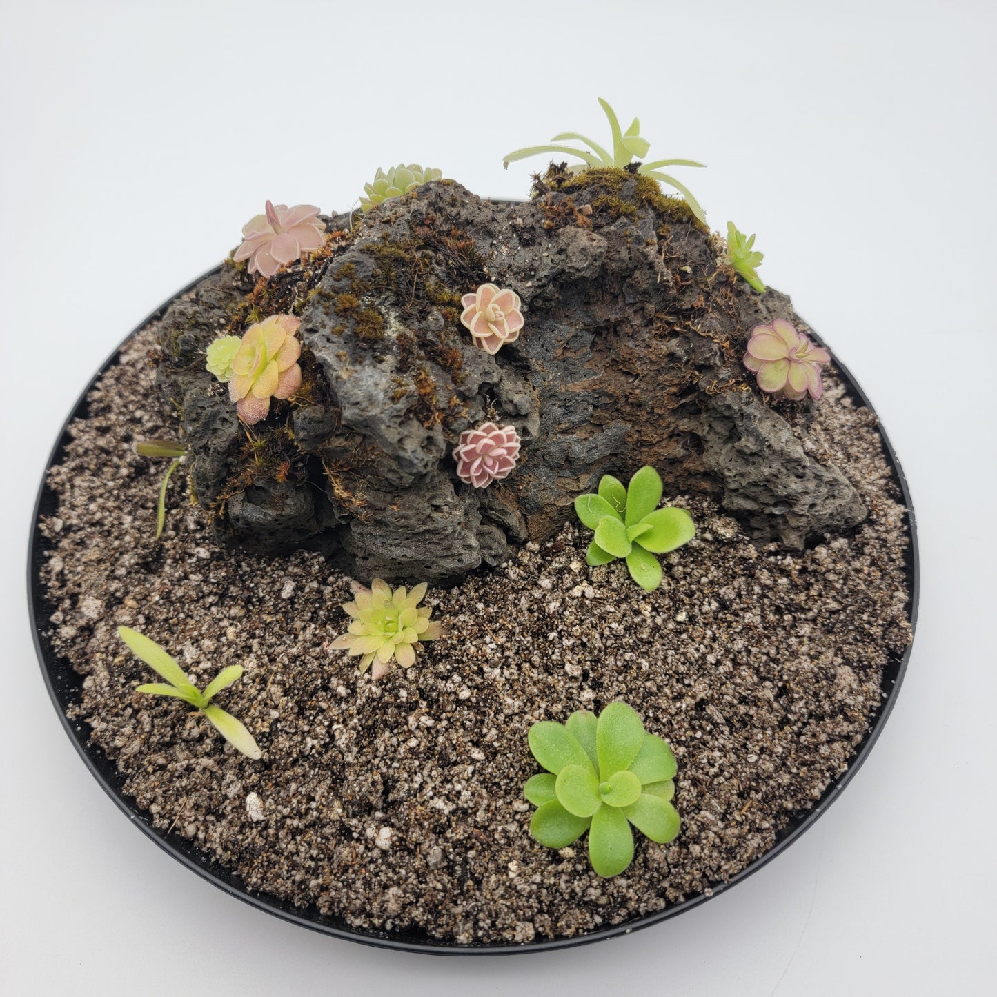Mystery rock kit Pinguicula bundle – Butterworts