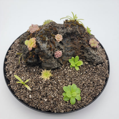 Mystery rock kit Pinguicula bundle – Butterworts