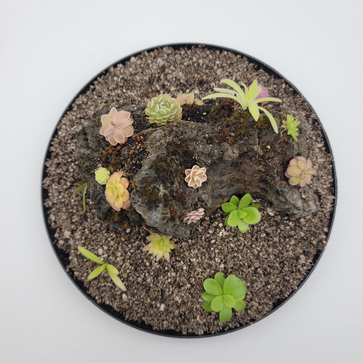 Mystery rock kit Pinguicula bundle – Butterworts