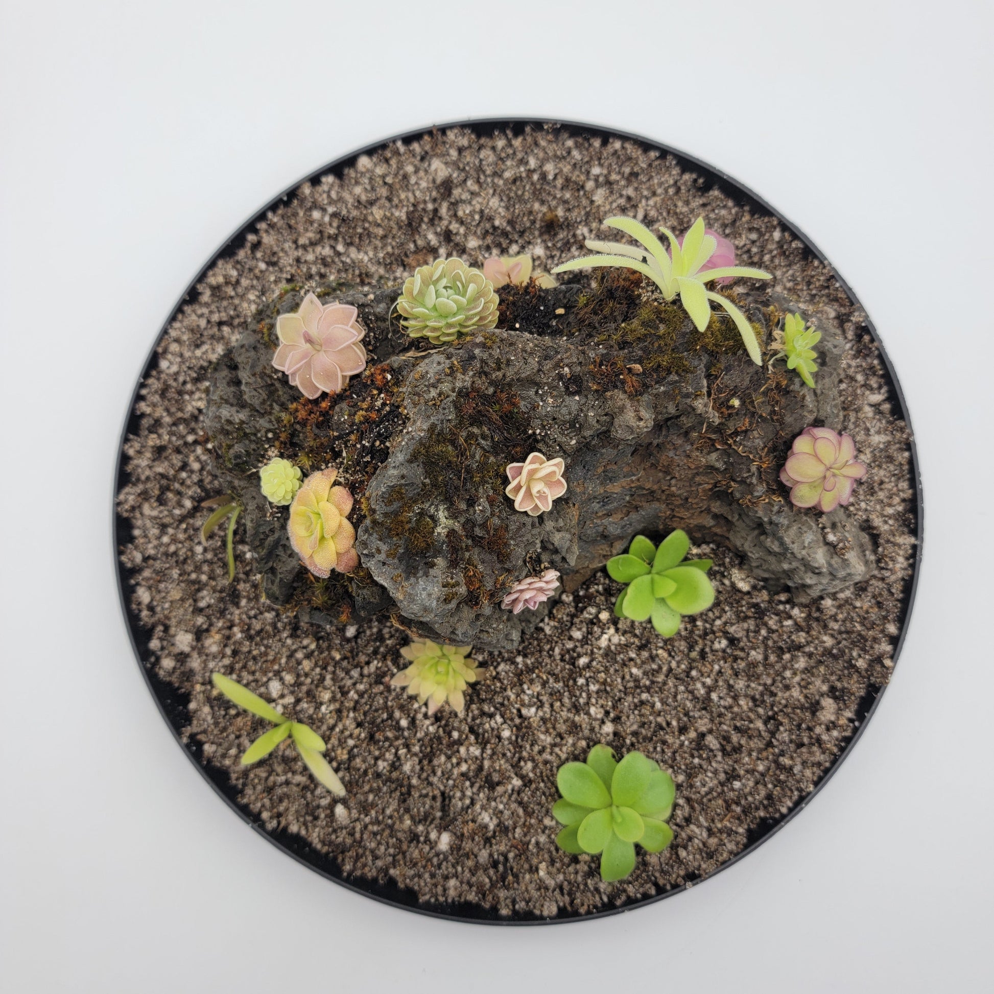 Mystery rock kit Pinguicula bundle – Butterworts