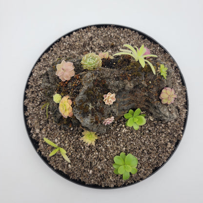 Mystery rock kit Pinguicula bundle – Butterworts