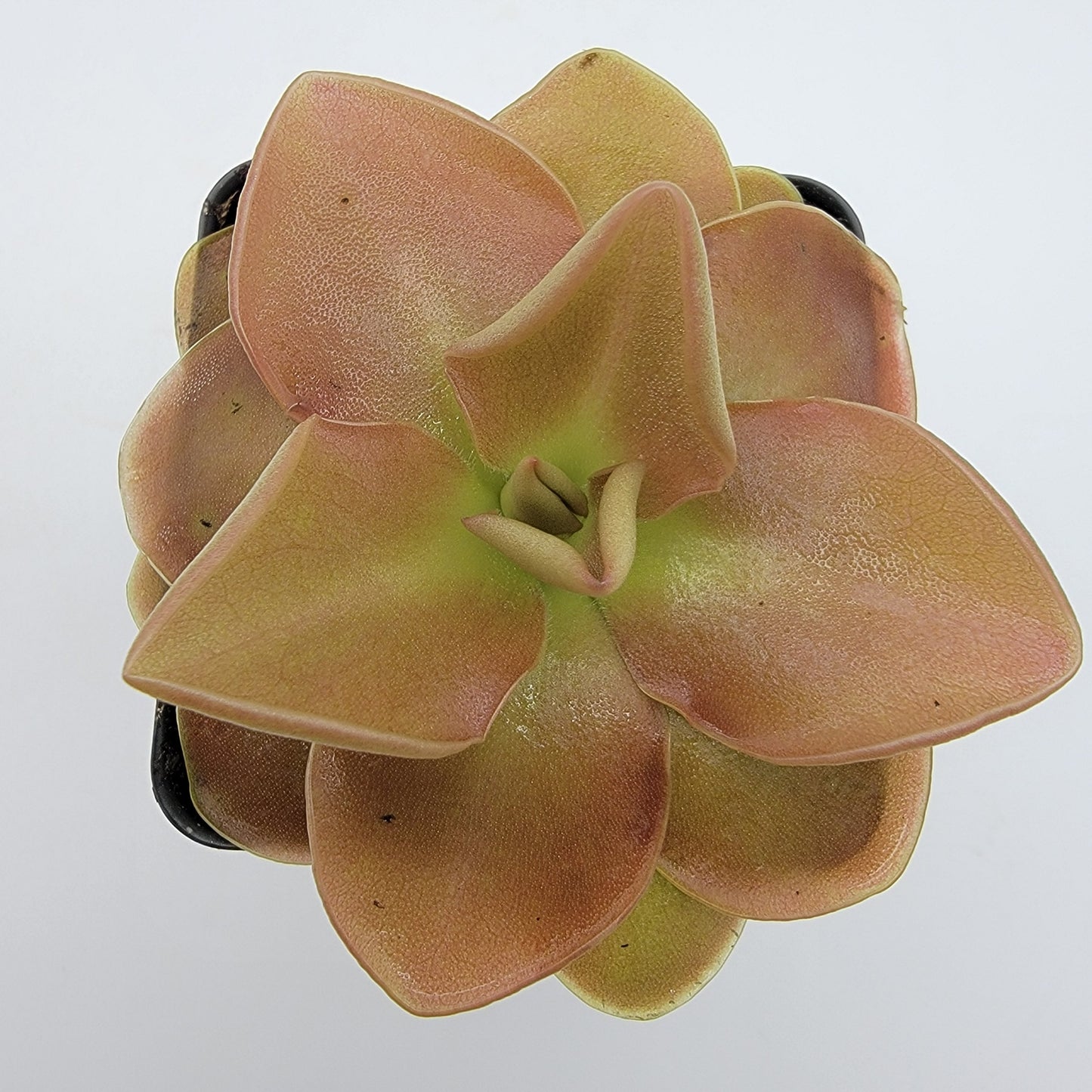Pinguicula 'Sethos' – Butterworts