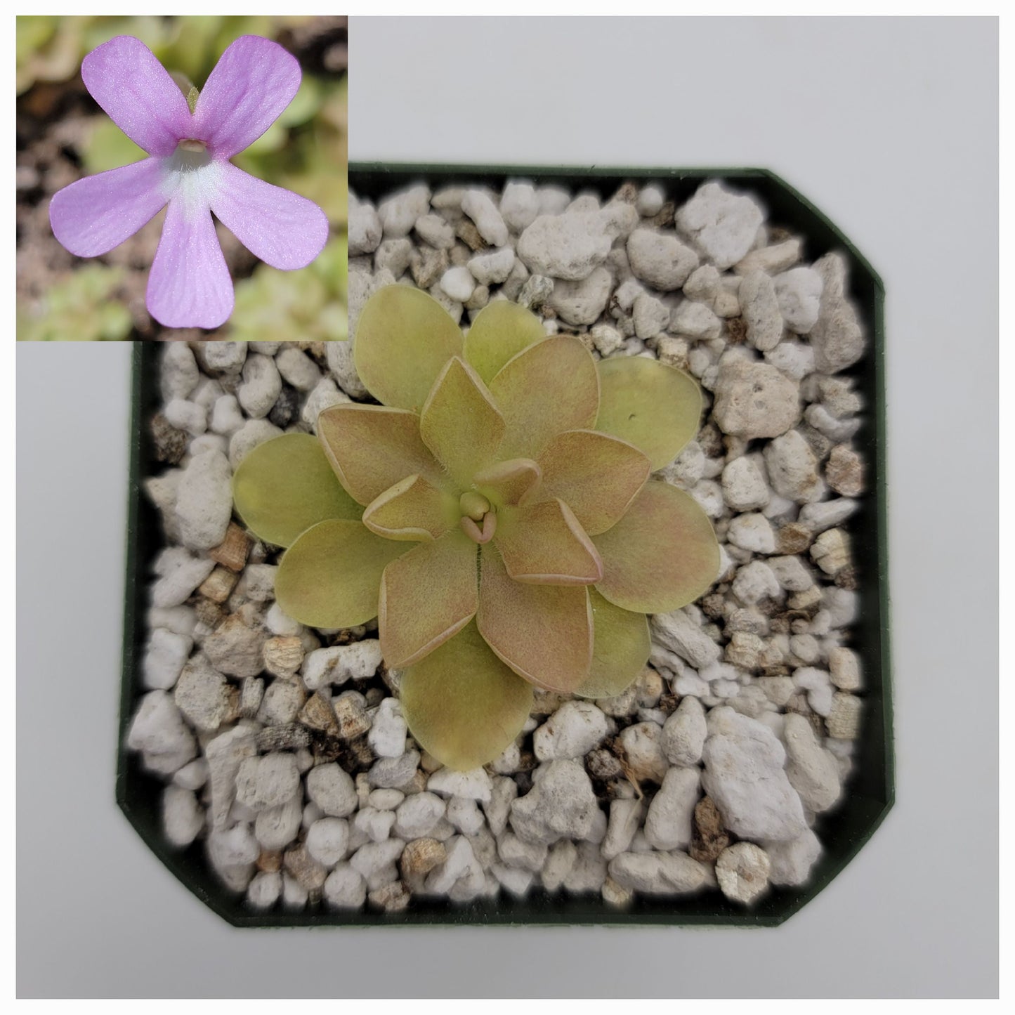 Pinguicula Hybrid Sethos x Weser – Live Carnivorous Butterwort