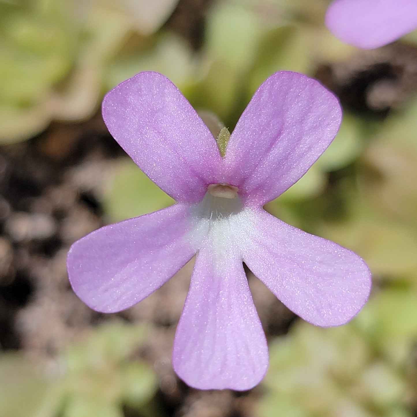 Pinguicula Hybrid Sethos x Weser – Live Carnivorous Butterwort