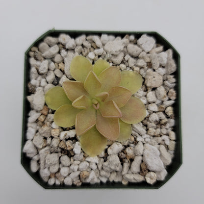 Pinguicula Hybrid Sethos x Weser – Live Carnivorous Butterwort