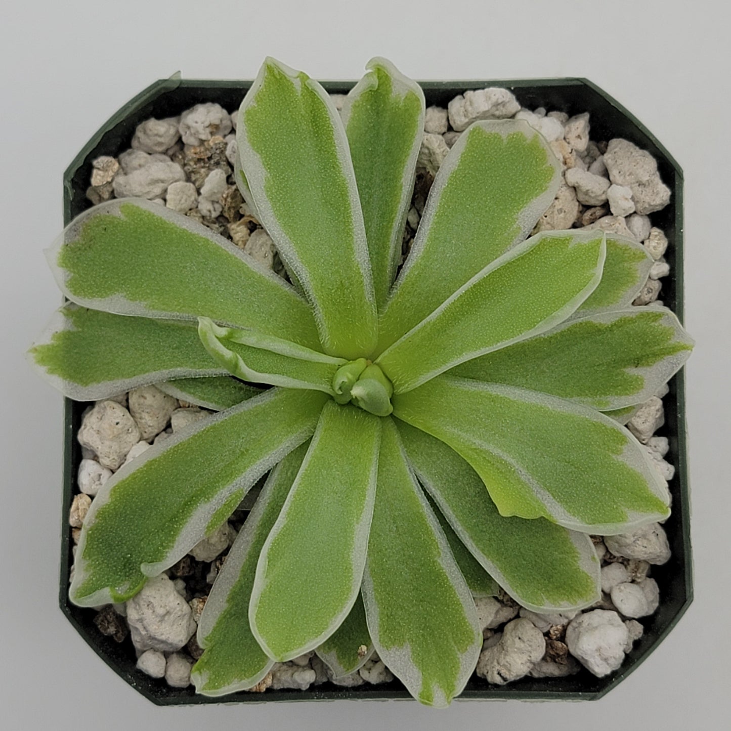 Pinguicula "Snow Queen"