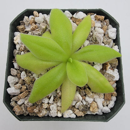 Pinguicula 'Sumidero I' – Green & Purple Flower Butterwort – Butterworts