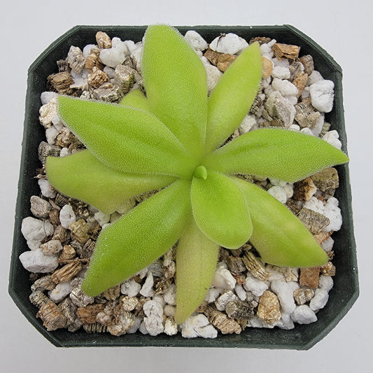 Pinguicula 'Sumidero I' – Green & Purple Flower Butterwort – Butterworts