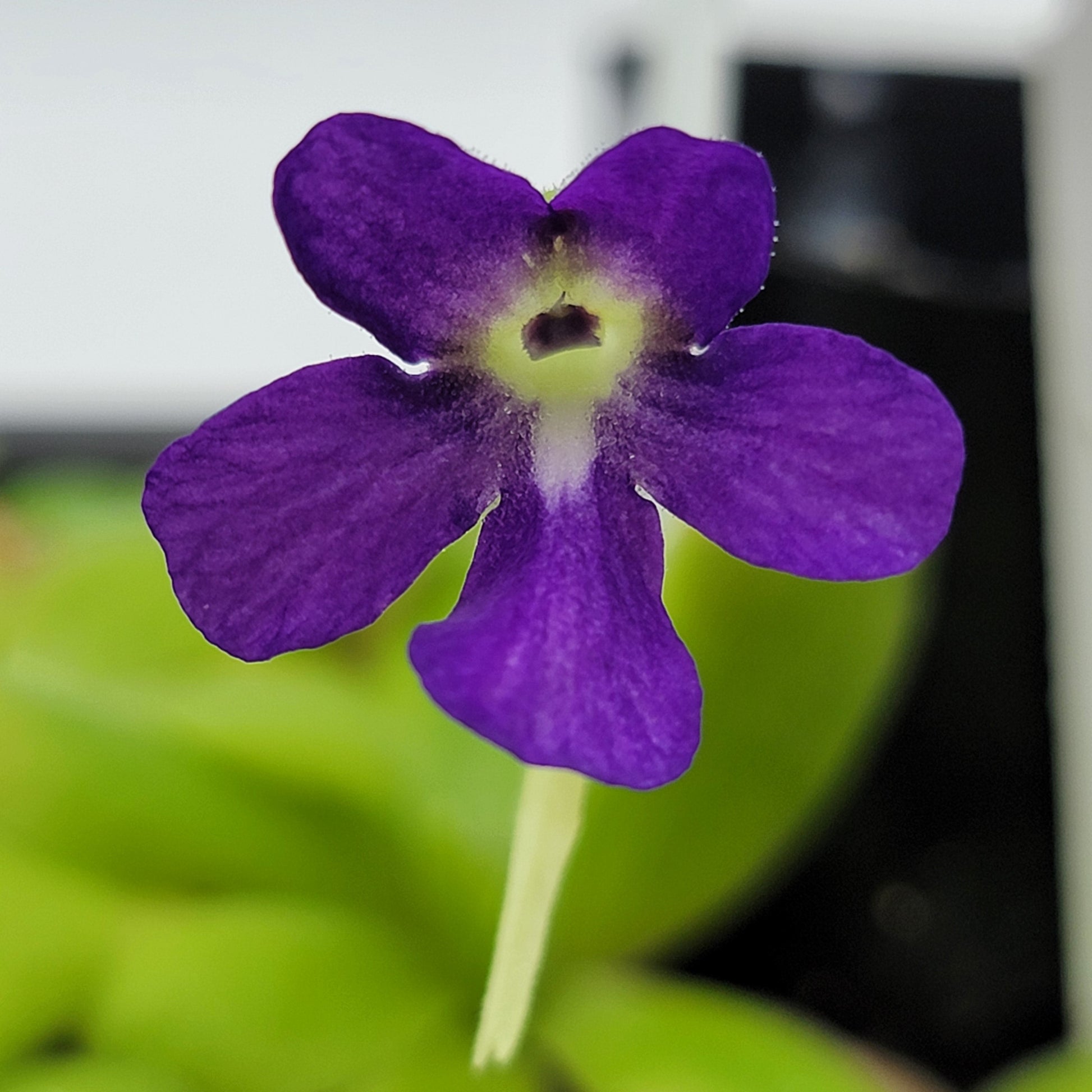 Pinguicula 'Sumidero I' – Green & Purple Flower Butterwort – Butterworts