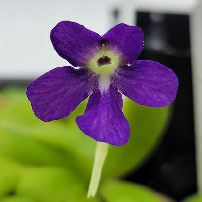 Pinguicula 'Sumidero I' – Green & Purple Flower Butterwort – Butterworts