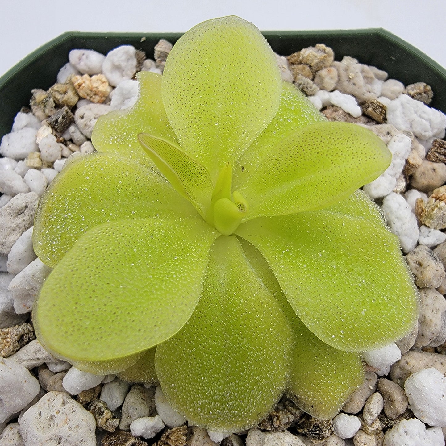 Pinguicula 'Sumidero II' – Butterworts